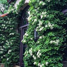 Climbing hydrangea * botanical name: White Climbing Hydrangea Vine Plantingtree