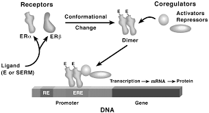Image result for Selective Estrogen Receptor Modulator