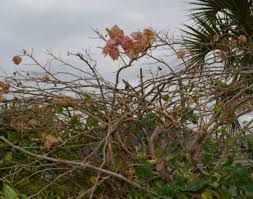 Bougainvillea plants grow as vines or bushes and have leaves that are commonly bright fuchsia and dark bougainvilleas are versatile landscaping plants, given they can grow as vines, bushes, trees. How To Grow And Care For Bougainvillea Dengarden