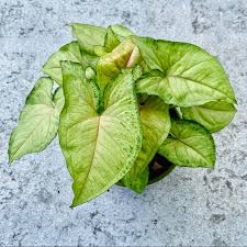 Although they start out as compact well rounded indoor plants, arrowhead vines, as the name implies, want to spread out and extended in all directions. Other Syngonium Berry Allusion Arrow Head Live Plant Poshmark