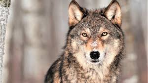 Pictures Of Animal Uhd 4k Wallpapers For Desktop And Mobile Best photos from national geographics, animal planet and professional photographers. pictures of animal uhd 4k wallpapers
