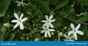 Image result for Jasminum dichotomum