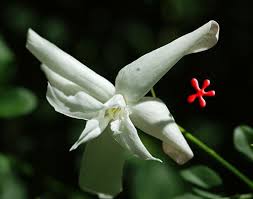 Image result for Jasminum pauciflorum