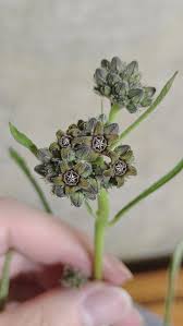 Image result for Raphionacme longifolia