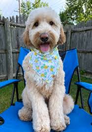 Meet Mouse, our adorable 4-months-old mini golden doodle looking for his  forever home. Mouse is the charming golden doodle boy! With his fluffy coat  and adorable face, Mouse is sure to steal