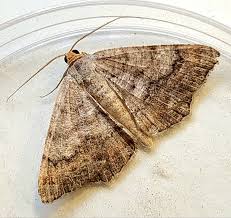 Image result for Mohria marginalis