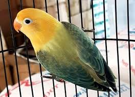 Pin On Bird