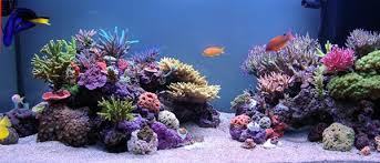 This is when you aquascape. understand that whatever you put in your aquarium, from gravel to cleaning equipment can and will influence. 16 Tips For Creating Stunning Aquarium Aquascapes San Diego Marine Aquarists Sdma