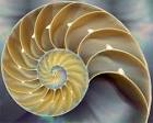 Resultado de imagem para spirals in nature