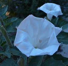 The casa blanca lily features big, beautiful white flowers. Ever Wondered Why Some Flowers Bloom At Night The Morgan Pawprint