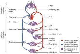 Transportation In Human Beings Circulatory System Blood Vessels Heart