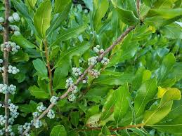 In contrast to myrica pensylvanica (northern bayberry), the leaves of myrica californica are not aromatic when crushed. Maryland Biodiversity Project Northern Bayberry Morella Pensylvanica