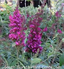 Maybe you would like to learn more about one of these? Buddleia