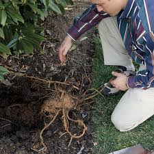 The root system is aggressive. Grow More Plants With Root Cuttings Finegardening