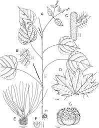 Image result for Paranecepsia alchorneifolia