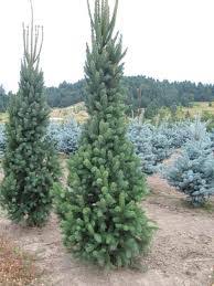 It provide a strong vertical accent. Picea Abies Cupressina Wholesale Nursery Supplies Plant Growers In Oregon Nursery Guide