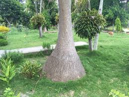 Beaucarnea loathes it when temperatures drop. Beaucarnea Recurvata Wikipedia