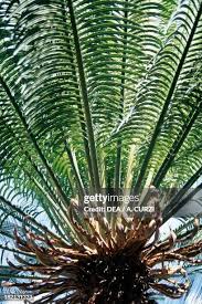 Image result for Cycadaceae