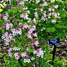 Image result for Kolkwitzia amabilis