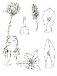 Image result for Eriospermaceae