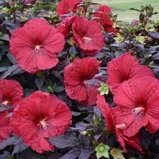 Maybe you would like to learn more about one of these? 14 Red Perennials Walters Gardens Inc
