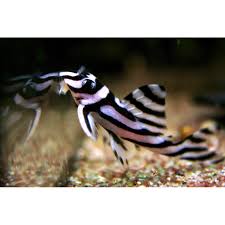 „rio tapajos, sind die schnellfließenden gewässer des rio tapajós in brasilien. L46 Hypancistrus Zebra Zebra Wels 2 5 3cm Nz 109 00