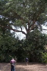 Image result for Parinari excelsa