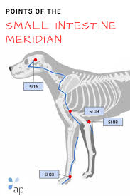We did not find results for: Pressure Points Along The Small Intestine Meridian Dog Canineacupressure Caninearthritis Vet Veterinaryacupunctu Dog Anatomy Canine Arthritis Acupuncture