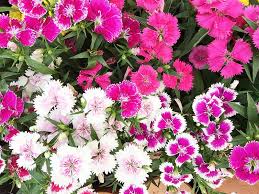 Flowers pretty well for a plant that constantly gets mowed over. Dianthus Flowers Buying Growing Guide Trees Com
