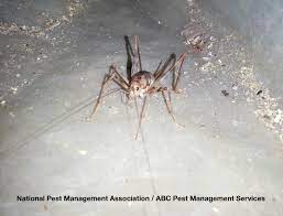 The way spider enthusiasts tell the difference from species to species is but i'm fairly certain that house spiders do not stridulate. Camel Crickets Cave Cricket Facts Information