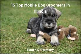 Your local chamber of commerce is a good place to start asking questions about where to go. 15 Top Mobile Dog Groomers In Illinois Pooch Harmony