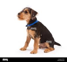 Image result for lakeland teriér