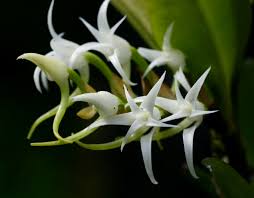 Image result for Cyrtorchis arcuata