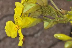 Image result for Markhamia obtusifolia