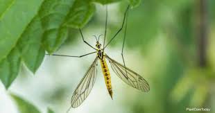You can deter bees from approaching an area with smoke, mothballs, and bitter almond oil, and deter them from building hives by blocking off holes and nearby water sources. How To Get Rid Of Crane Flies