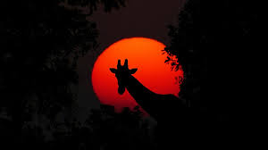Frasi E Aforismi Sull Africa