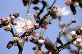 Maybe you would like to learn more about one of these? Almond Trees Dangers Of Early Bloom And Premature Bud Drop Fusion 360