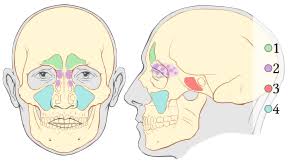 They help clear blocked nasal passages and runny nose. Nasal Polyp Wikipedia