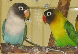 Small Pet Birds For Sale Black Masked Lovebirds For Sale Adoption From New South Wales Sydney Love Birds Pet Birds Birds For Sale