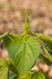 Image result for Acalypha ornata