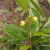 Image result for Memecylon sp. D