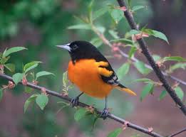 We did not find results for: Baltimore Oriole Bird Watcher S Digest