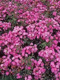 Grandes roses, roses groupées, rosiers paysagers ou grimpants, les possibilités sont multiples… envie de bouquets rose ? Rosier A Fleurs Groupees Neon Rosa Floribunda Le Jardin Du Pic Vert