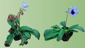 Image result for Streptocarpus goetzei