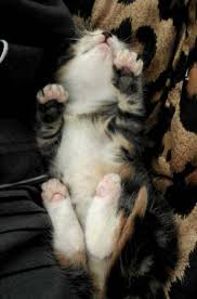 Stray Cat Mama Brings Her Single Kitten To Cat Loving Man Cat Mom Mama Cat Stray Cat