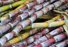 Canne à sucre \ka.n‿a sykʁ\ féminin. Agriculture Reunion Canne A Sucre Canne A Sucre Agaves Fruits Et Legumes