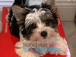 10 Common Questions About Parti Yorkies Sunshine Parti Yorkies