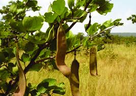 Image result for Piliostigma thonningii