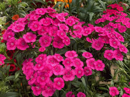 Image result for Thunbergianthus