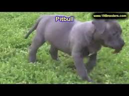 Lab puppies for sale in iowa craigslist. Pitbull Puppies For Sale In Michigan Craigslist 07 2021